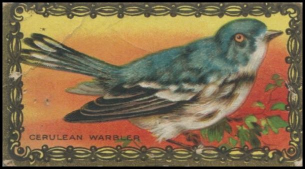 19 Cerulean Warbler